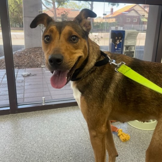 Spring Kelpie female found Camperdown 9 jan
